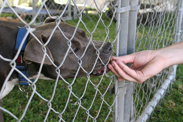 A person petting a dog through a chain link fence.