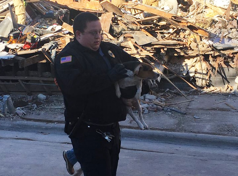 Family Dog Rescued From Rubble of Collapsed Building