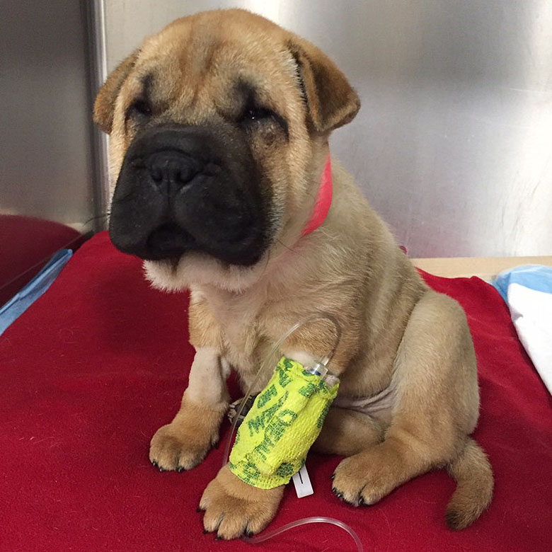 A Boston puppy-mill dog with a bandage on its leg.