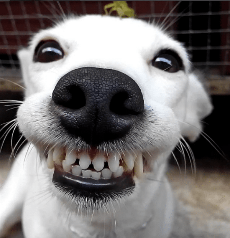 Dog Can’t Stop Smiling When Grasshopper Lands on Her Head