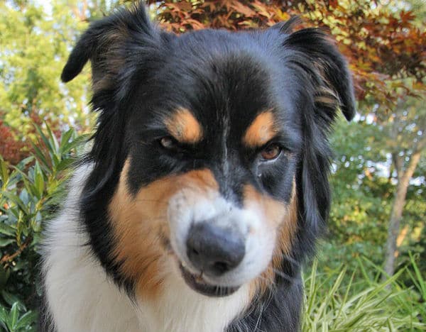 A black and tan dog with his mouth open growled ferociously.