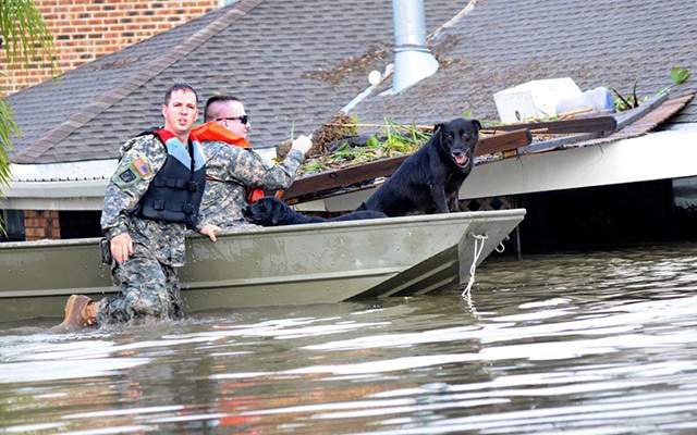 Two men in a boat with a dog amidst a natural disaster.