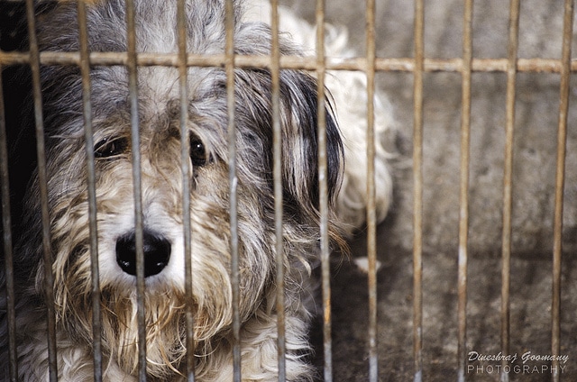 A dog confined in a cage at a humane society facility.