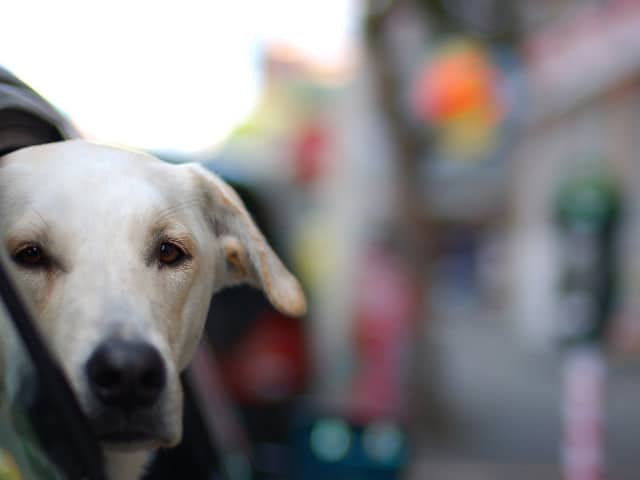 Revealed: Here's the Most Expensive City to Raise a Dog in the U.S.