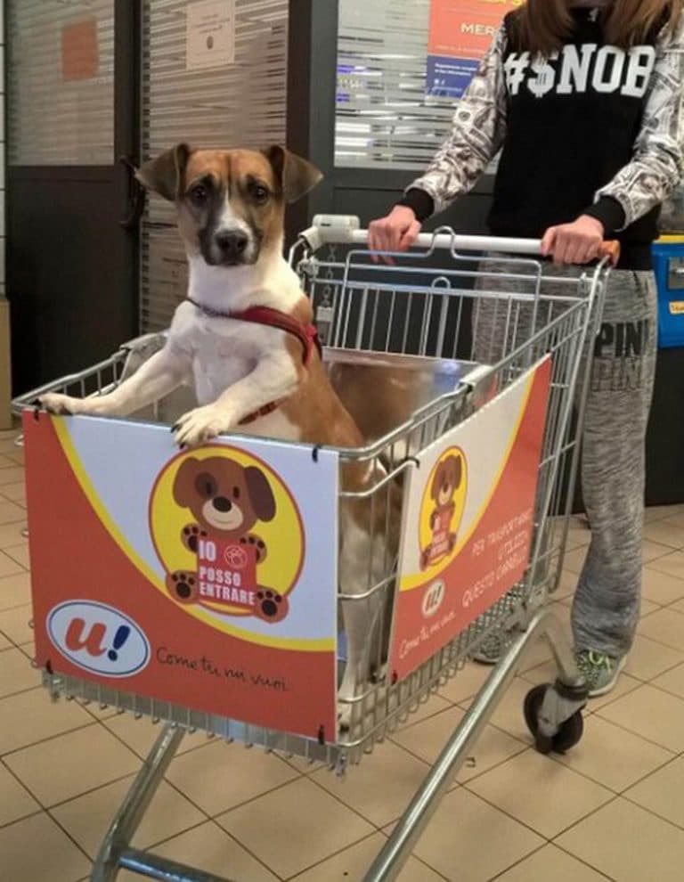 Grocery Store Creates Specially Made Shopping Carts for Dogs