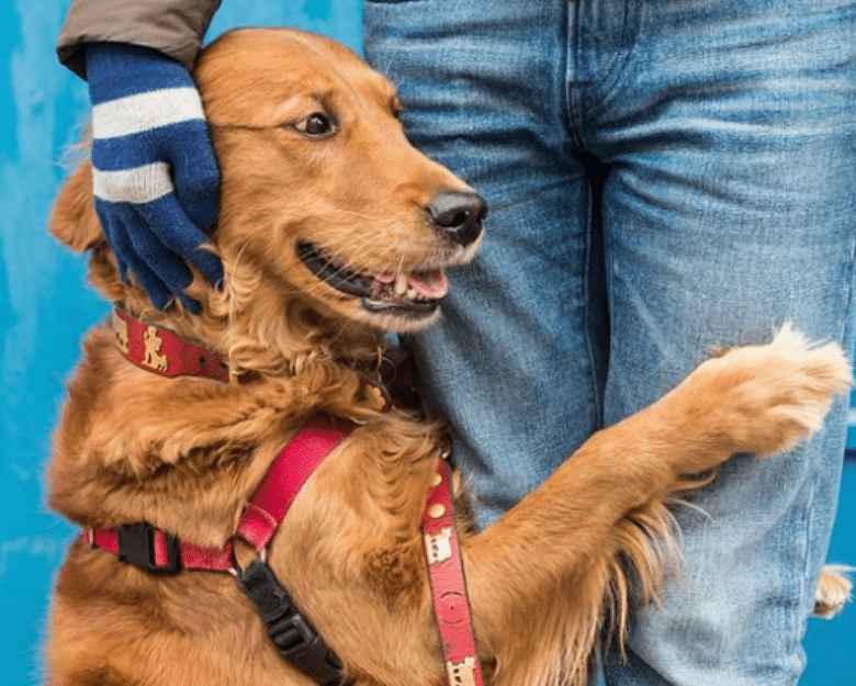 A Dog in New York Stands On Corner and Gives Hugs