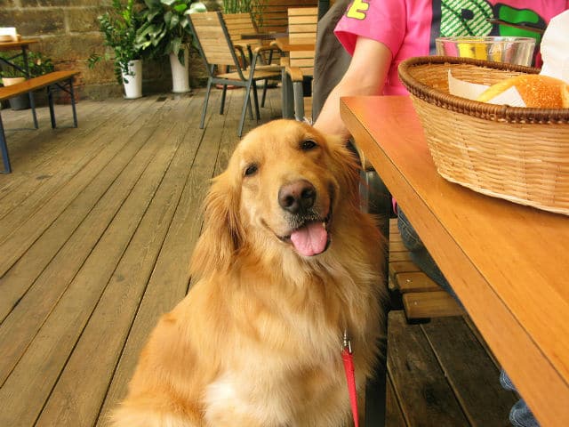 A dog dining at a table with its owner.