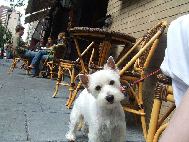 A white dog on a leash in New York.