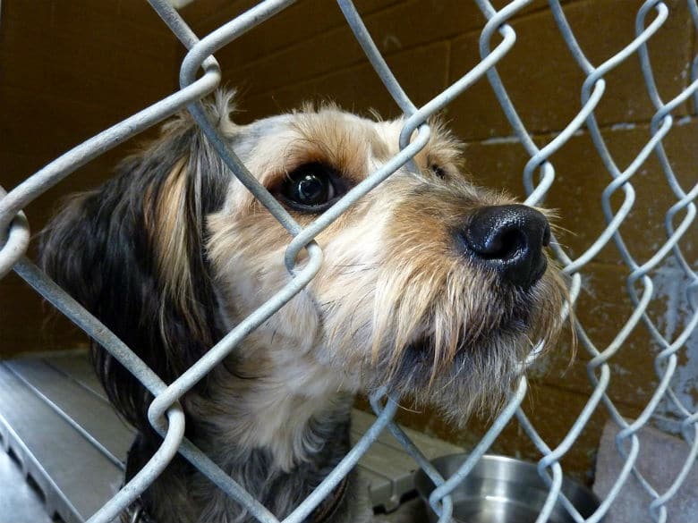 dog at shelter