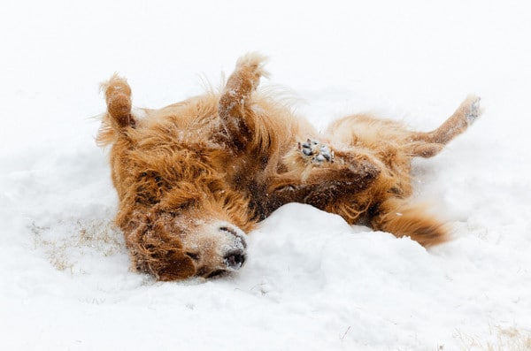 Dog enjoying the snow