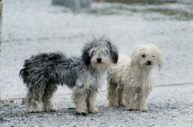 Two white and brown dogs standing in the snow, enjoying the human rights given to them.