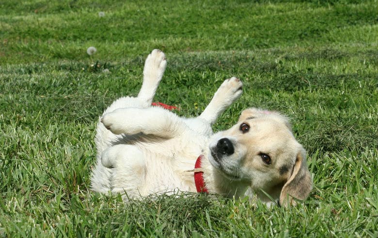 4 Ways to Stop Your Dog From Having Itchy Skin