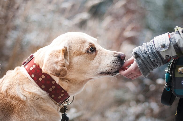 A dog is being petted by a person in the snowy landscape of Nevada.