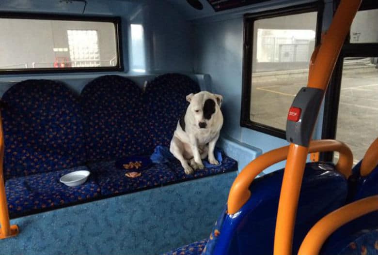 The Sad Dog Lost on a London Bus Has Found His Way Back Home