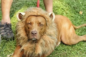 A dog, dressed as a lion, on a leash, with its proud owner.