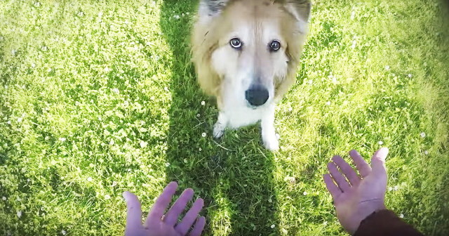 A person's hand reaching out to a dog in the grass, offering a disappearing treat.