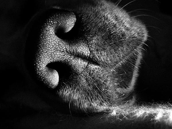 A black and white photo highlighting a dog's nose.