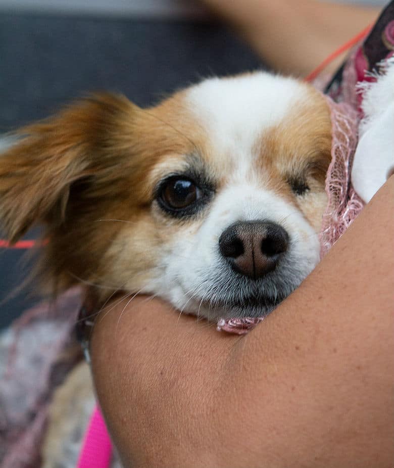 Decked Out Bus Lets Homeless People and Their Dogs Get a Good Night Sleep