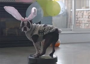 A boston terrier wearing bunny ears standing on a roomba dressed as a robot.
