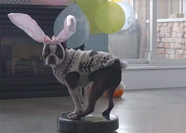 A boston terrier wearing bunny ears perched on a robot.