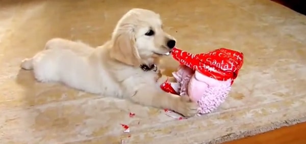 A golden retriever puppy unwrapping a present.