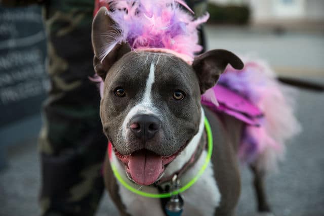 A dog at the Ruff Club, dressed up in a pink feathered hat.