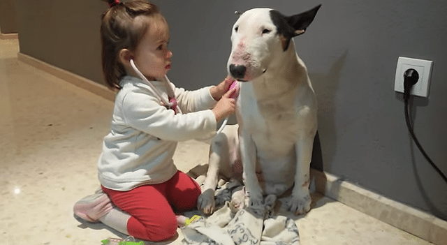 A patient little girl petting a bull terrier dog.