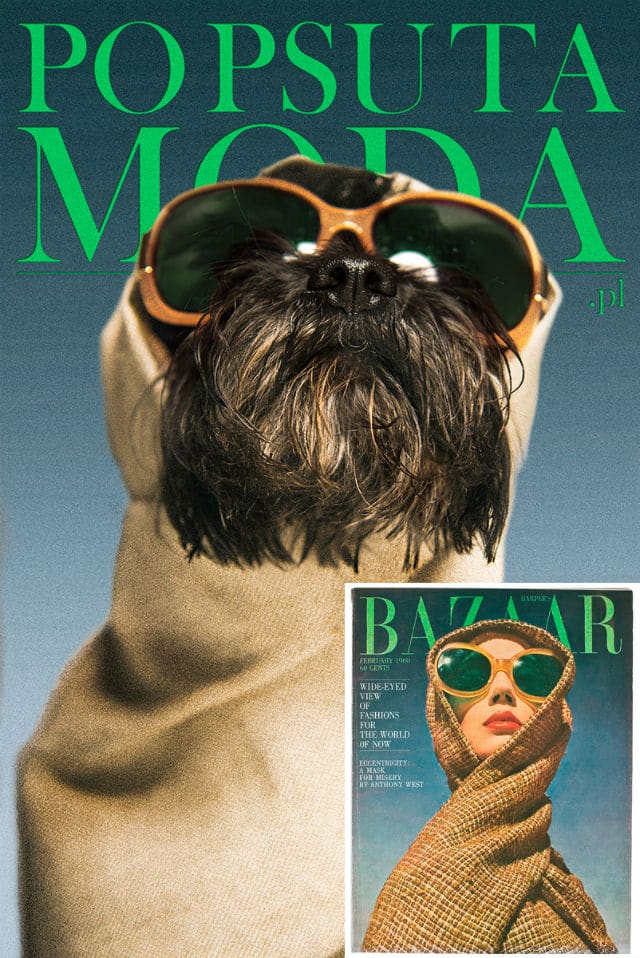 Shelter dogs recreate the cover of popsuta moda magazine, with one dog wearing sunglasses.