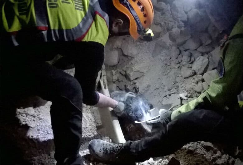 With the Help of a Sniffer Dog, Firefighters Discover Pup Buried Under Earthquake Rubble in Italy