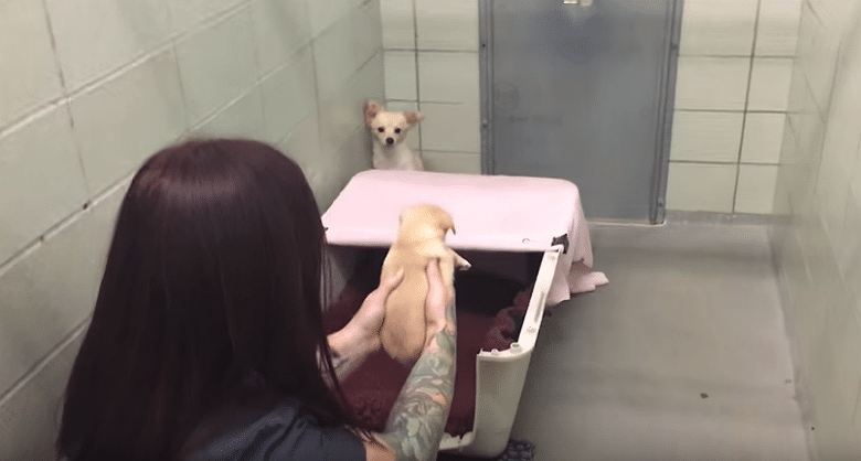 A woman is holding a Chihuahua in a kennel.