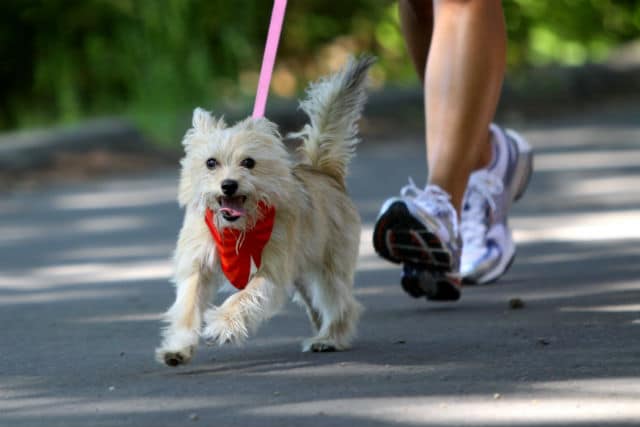 Manhattan's The Salty Paw to Hold Pet Fitness Challenge Kick-Off Event