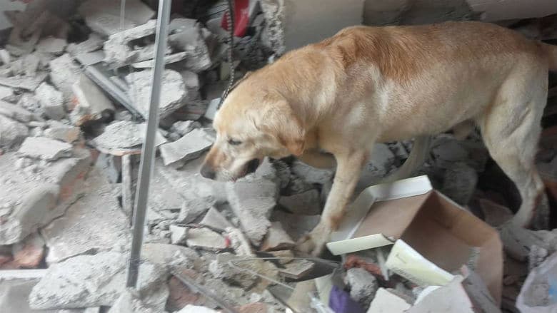 Hero Dog Dies After Rescuing People From Devastating Ecuador Earthquake