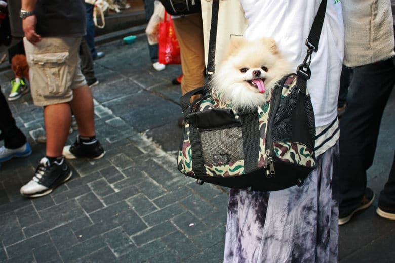 A woman with a small dog in a bag attends a sample sale.