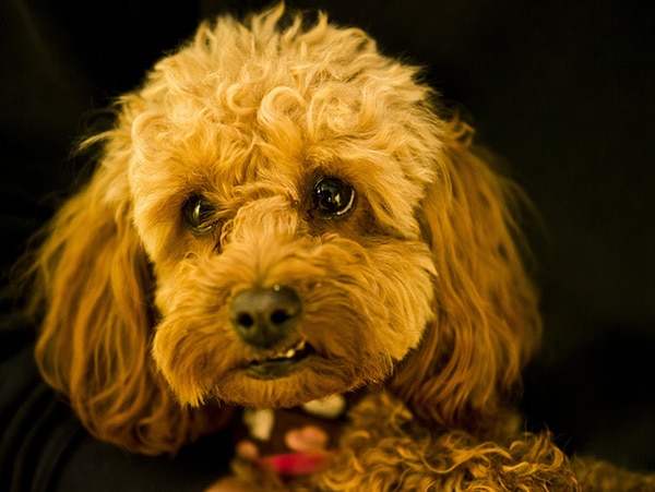 A brown poodle is being held by a person, displaying no signs of dog aggression.