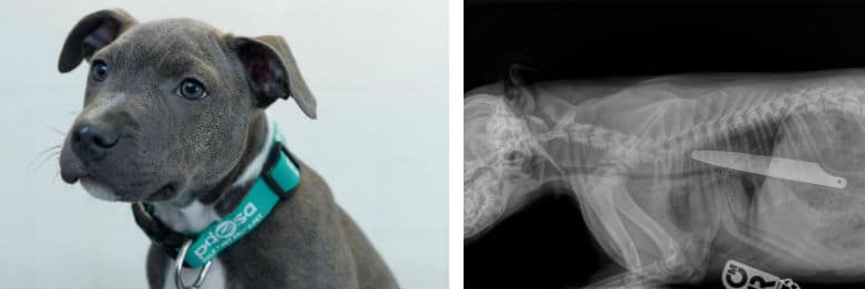 Pit Bull Puppy Swallows 8-Inch Knife, Lives to Tell About It