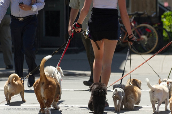 A dog walker leading a pack of dogs on a leash.