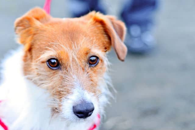 A brown and white dog enjoying a walk on a leash.