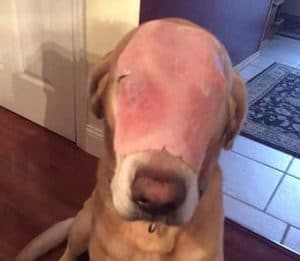 A dog with a swollen face caused by a ham that he accidentally ate, sitting on the floor.