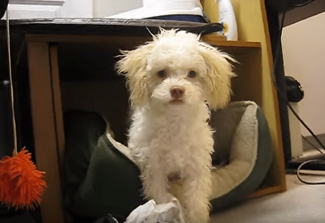 A small maltipoo sitting in a dog bed.