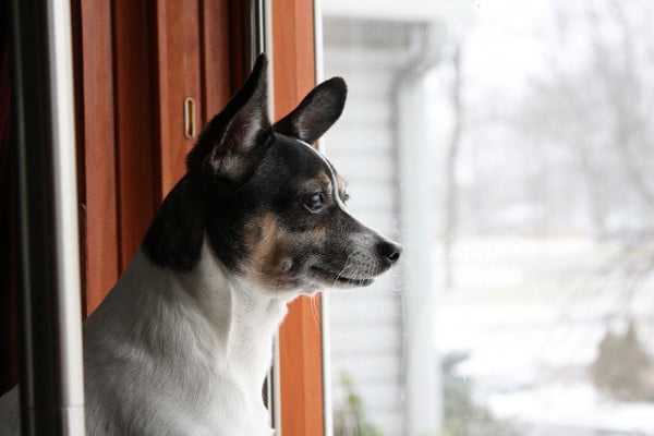 A dog, appreciating classical music, peers outside a window in black and white.