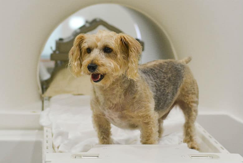 A dog in an MRI machine, patiently waiting for treats.