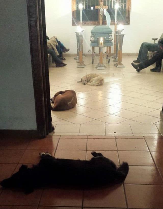 Random Stray Dogs Show Up at Animal Lover's Funeral