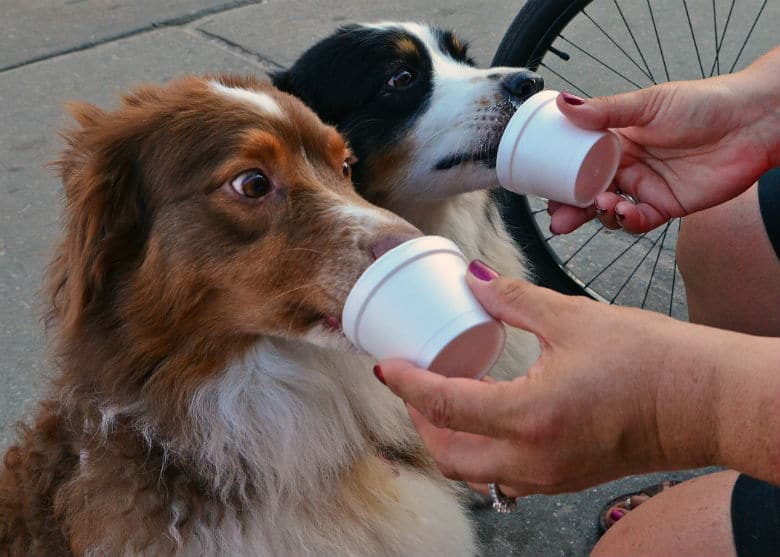 Two dogs in New York enjoying ice cream from an ice cream truck.