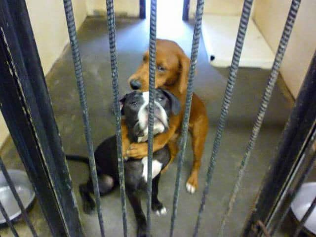 A dog and a cat in a kennel, dogs hugging each other lovingly.