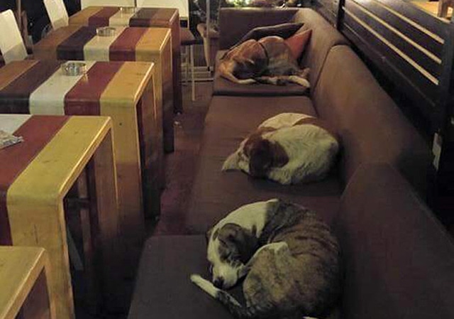 A group of stray dogs sleeping on couches in a restaurant.