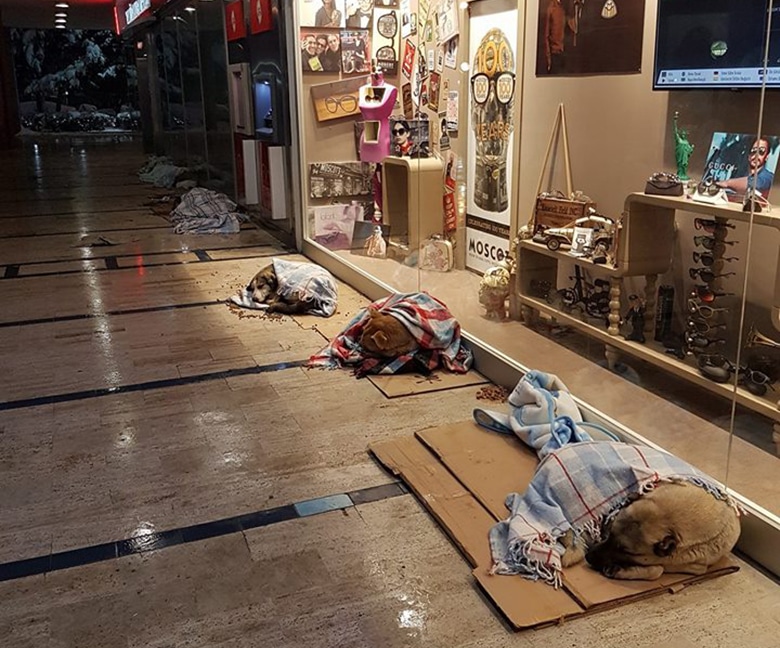 Stray Dogs Provided Shelter in Mall During Freezing Weather