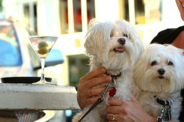 A woman holds two white dogs while enjoying a martini in a restaurant where dogs are allowed.