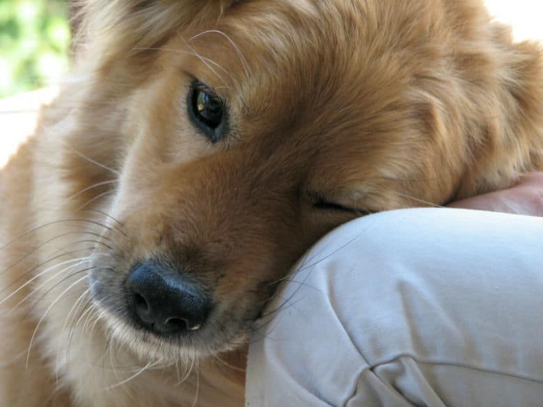 A sad golden retriever