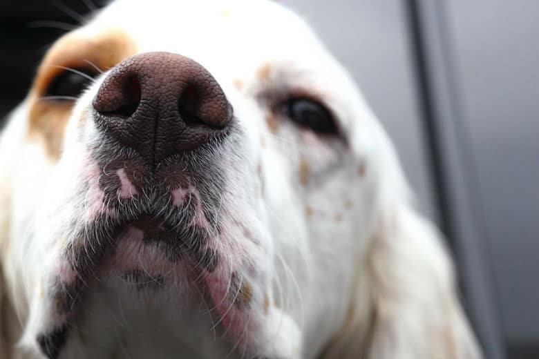 A close up study of a dog's nose.