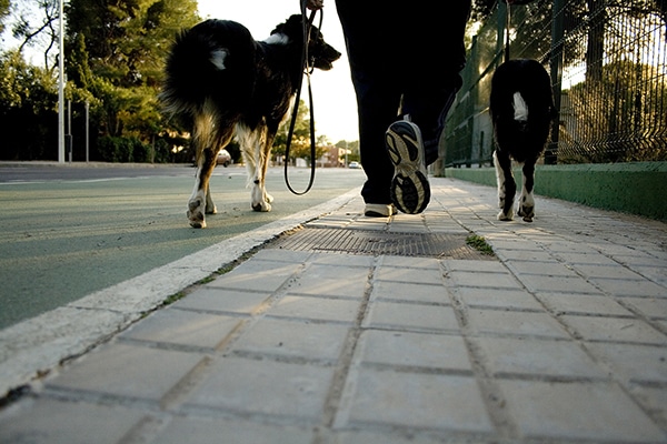 dogs walking on sidewalk